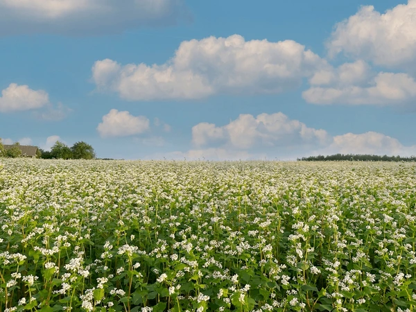 Panoramic view large buckwheat field 600nw 2451875725